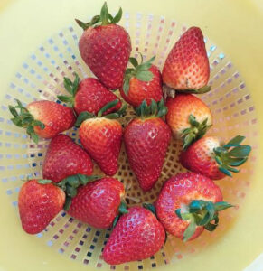 erdbeeren