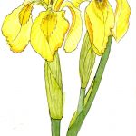 gelbe iris
