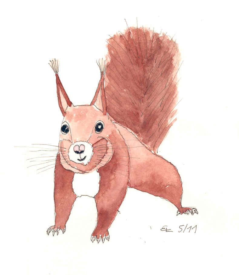 Ein rotes Eichhörnchen